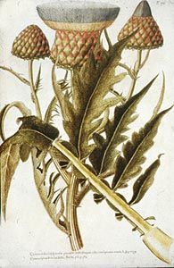 Artichoke - Cynara scolymus - Артишок посевной
